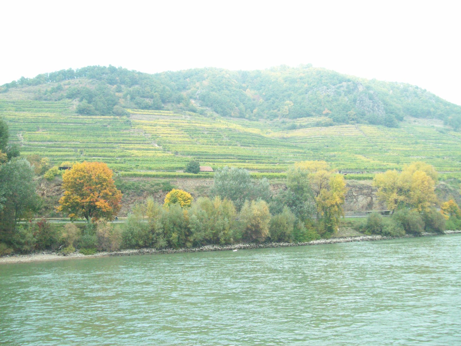 Sunlit vineyards overlooking Black Sea coast with wine glasses ready for tasting
